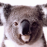 Koala_Steamed